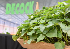 De zoete aardappelplanten van Decock Plants doen het ook goed. En daar was dan ook wat extra aandacht voor tijdens deze FlowerTrials.